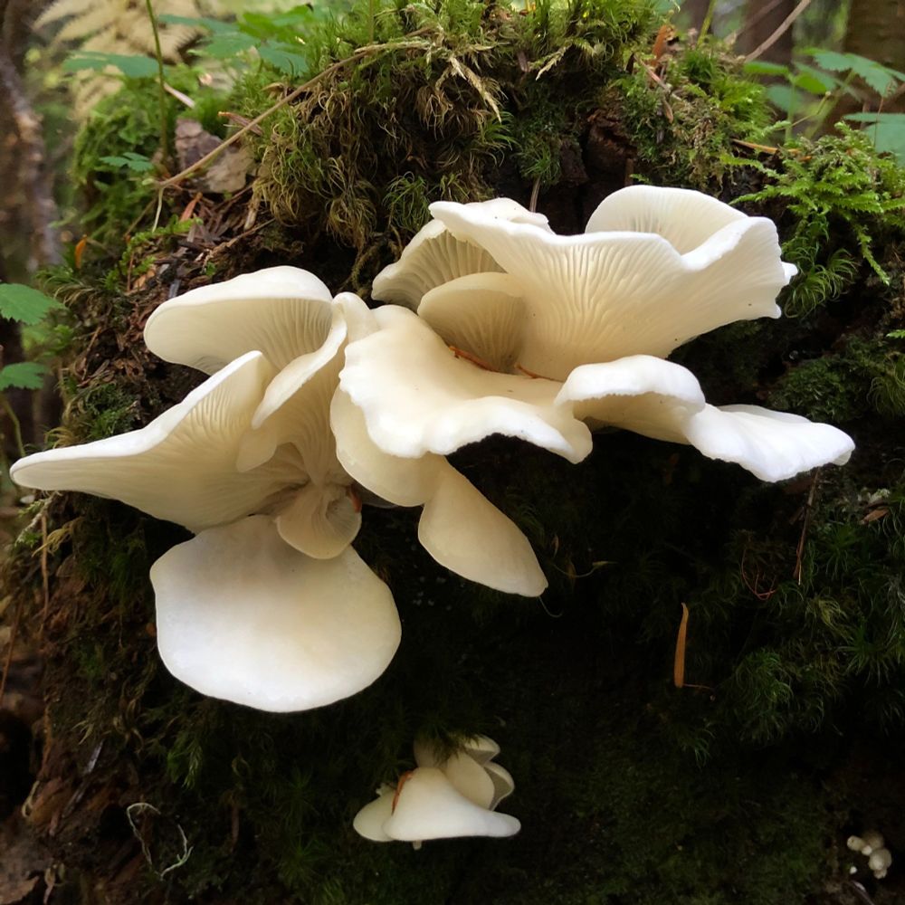 Angel wing mushrooms on mossy log.