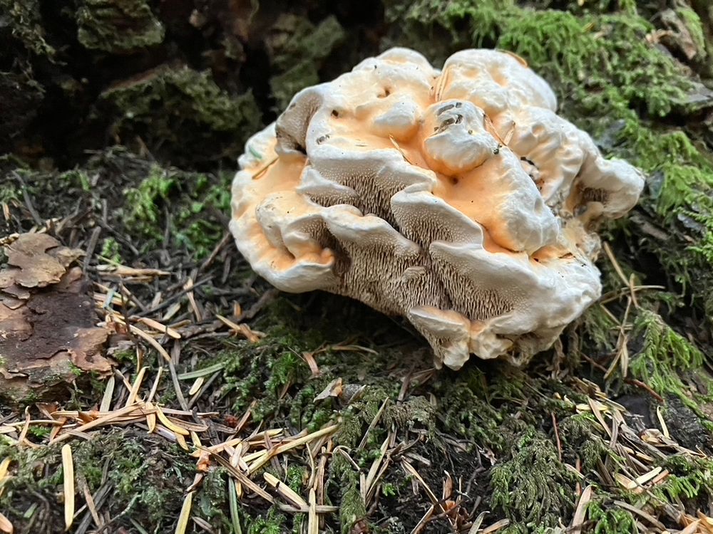 Photo of orange tooth fungus in moss.