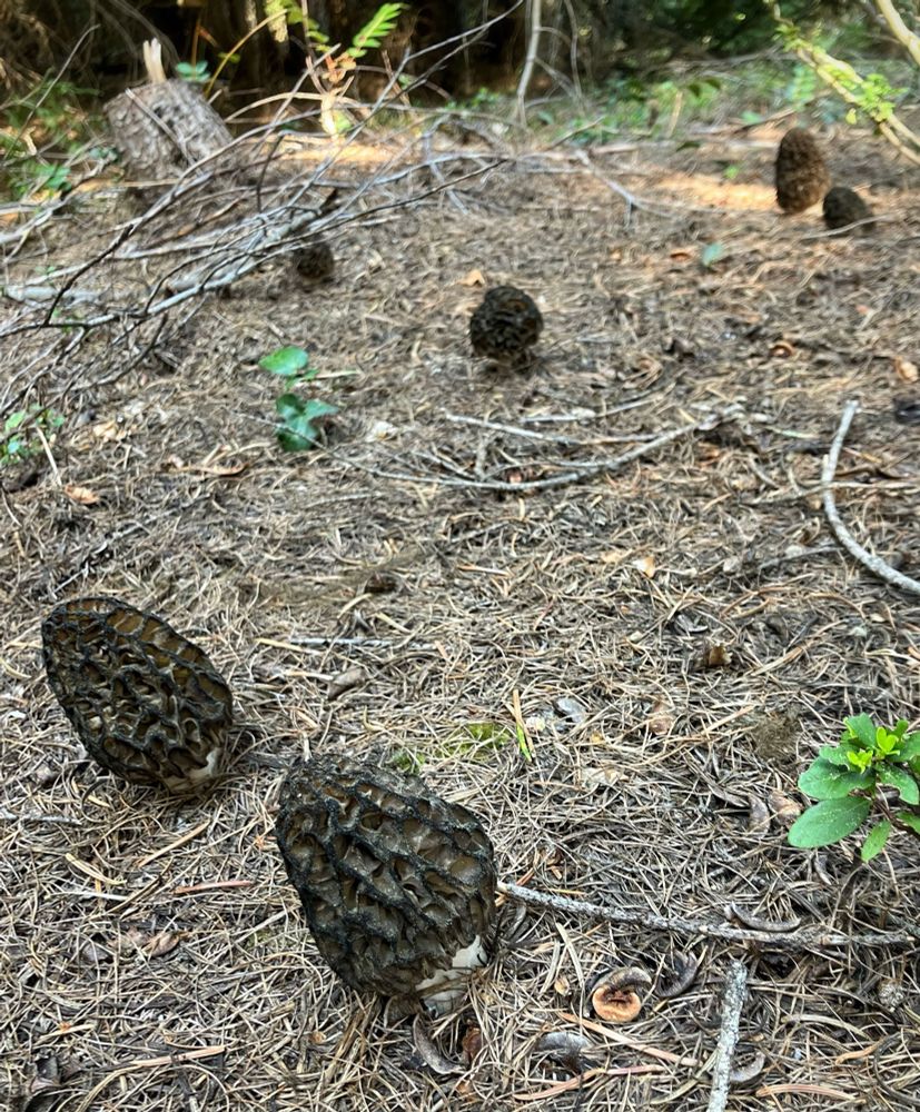 Six morel mushrooms growing in duff. 