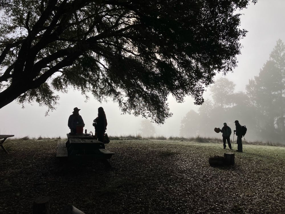 Silhouette, fog, oak and four hikers. 