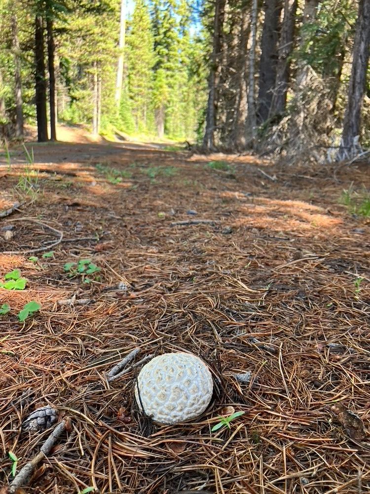 Puffball alone in needle duff.