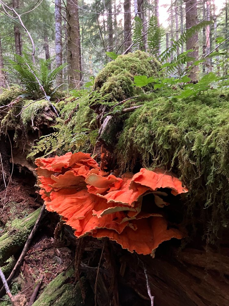 Orange shelf mushroom on a mossy log.