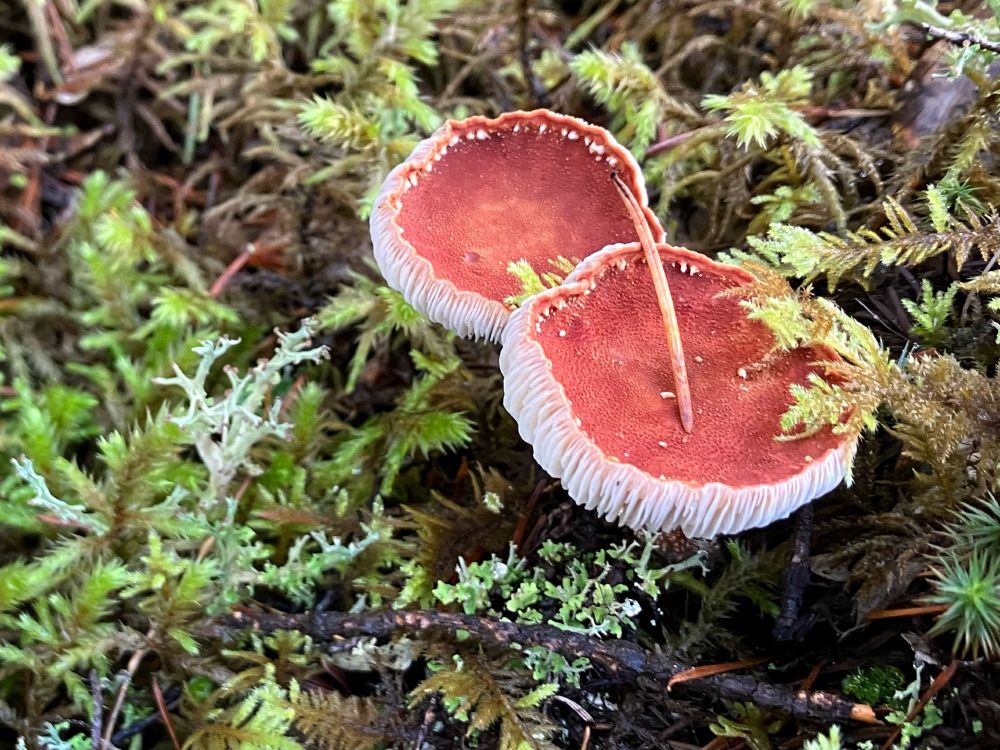 Two cup mushrooms in moss.