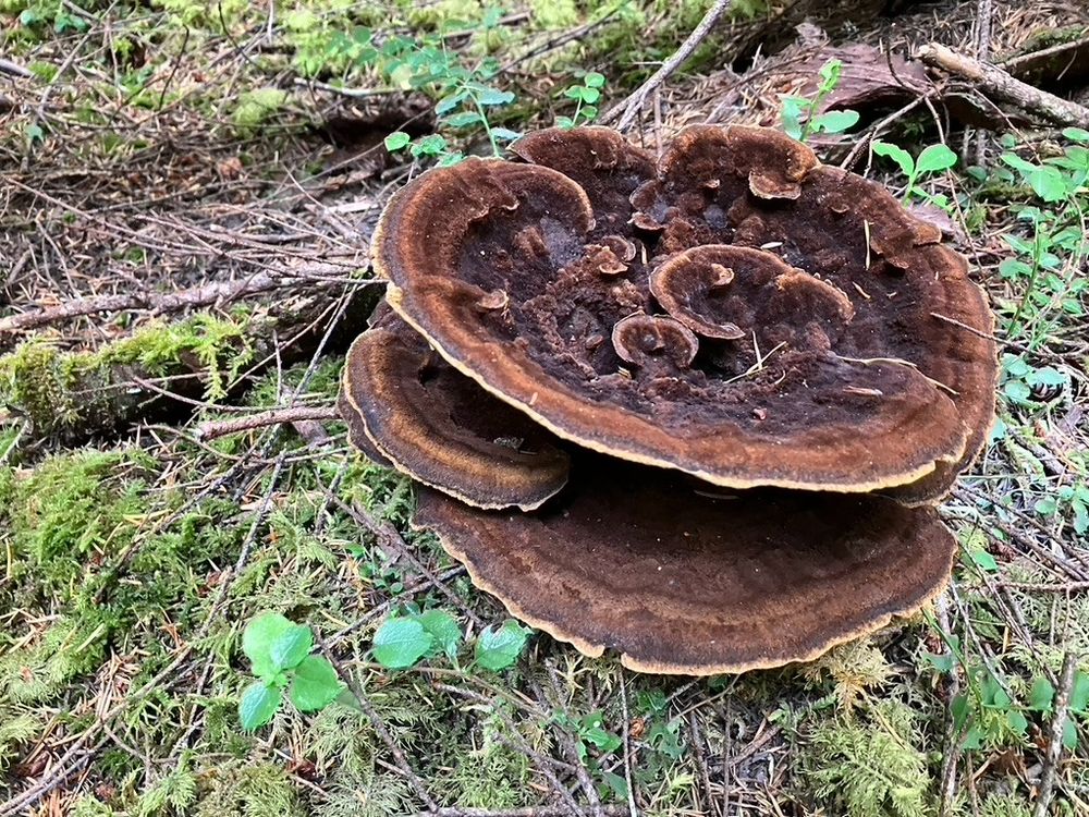 Photo of a Dyers' polypore, in moss.