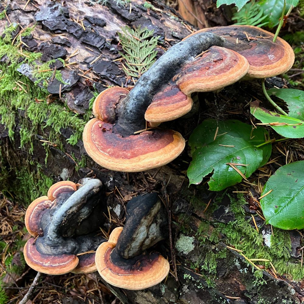 Photo of multiple red-belted conks on a fir log.