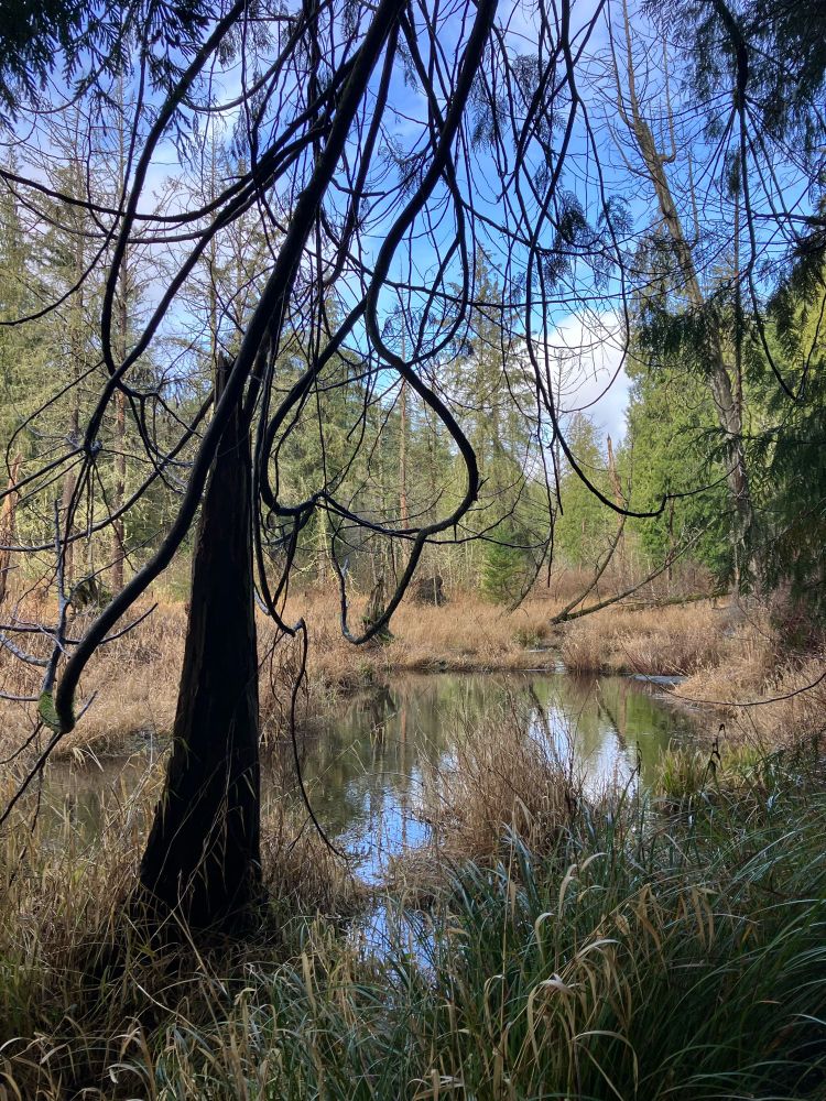 Marsh in cedar forest. 