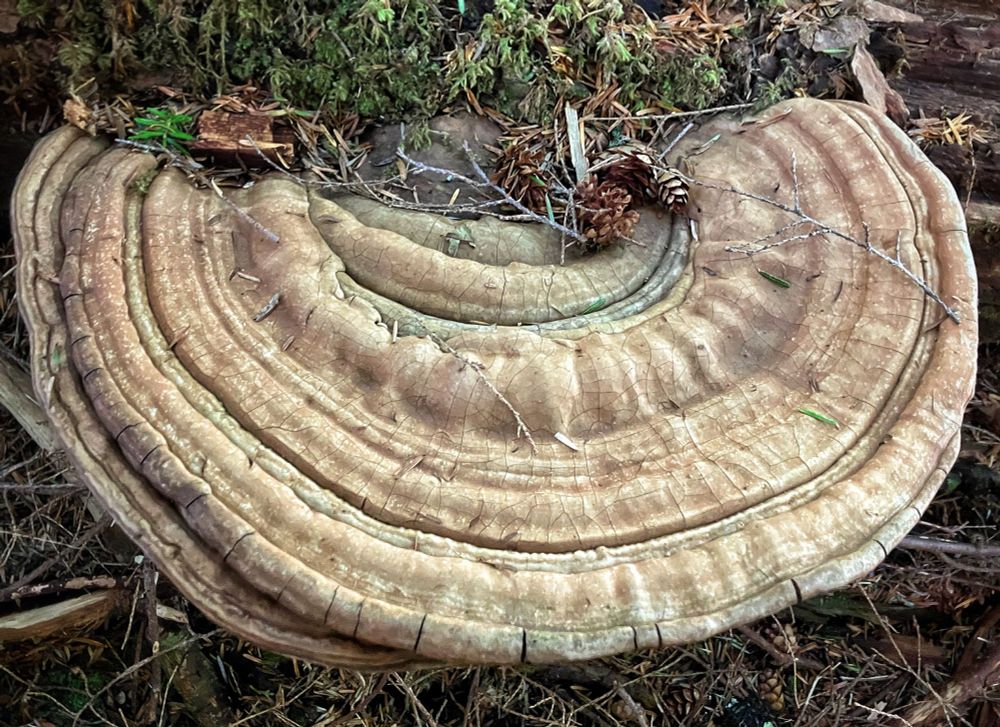 Photo of top surface of artist's conk.