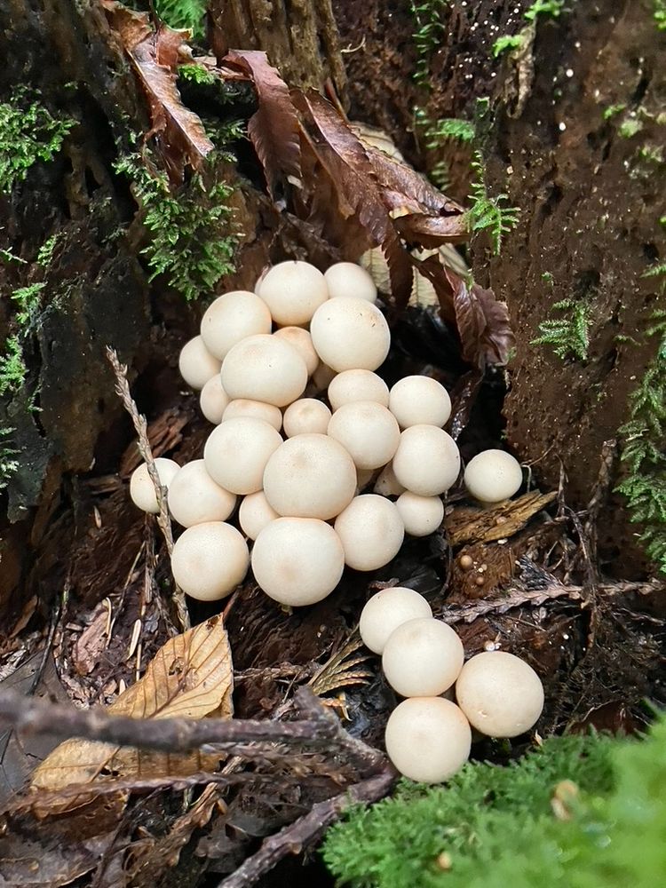 Puffball mushrooms on a stump.