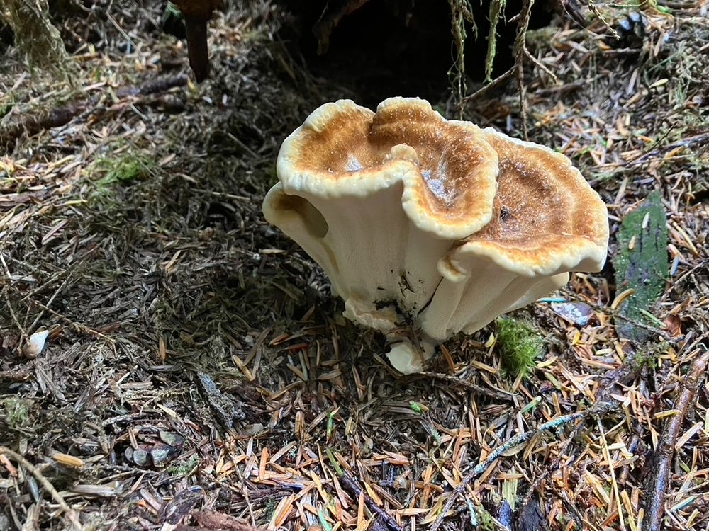 Mushroom growing in hemlock duff.