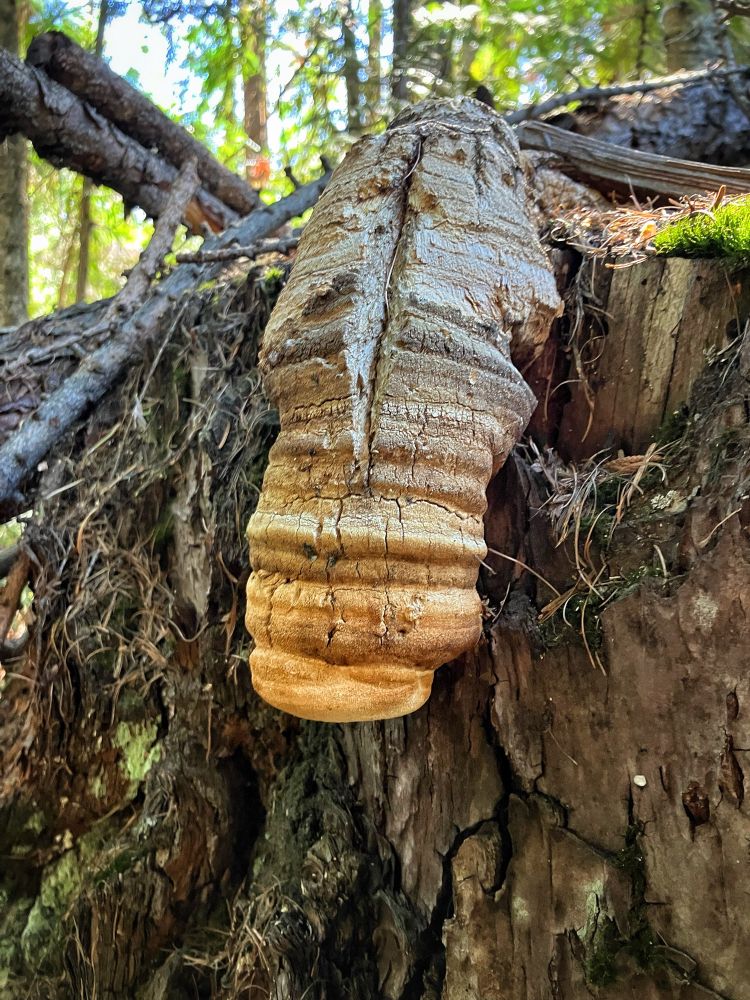 Photo of droopy Agarikon conk on very old stump. 