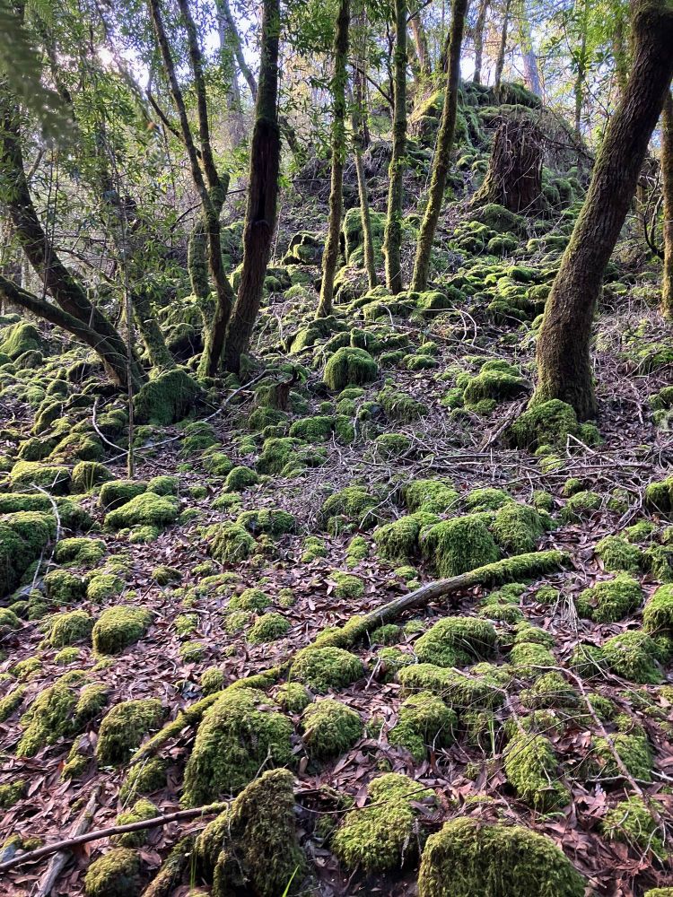Mossy landscape, rocks and trees. 
