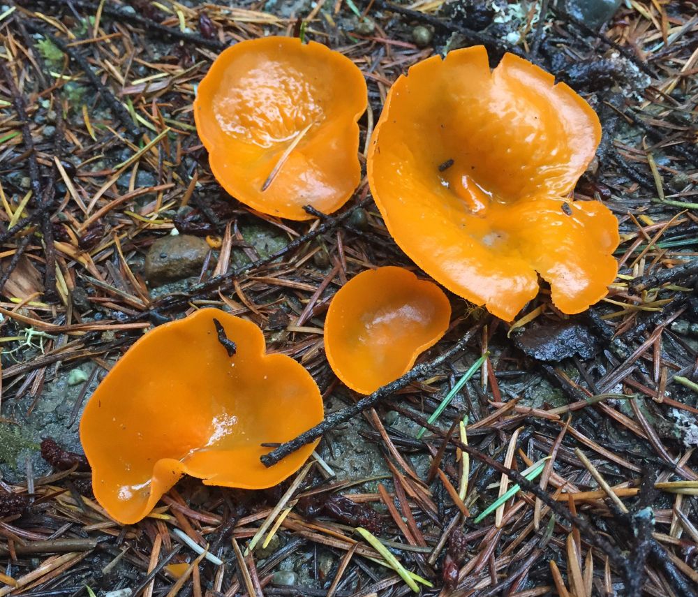 Round, flat orange mushrooms growing from duff.