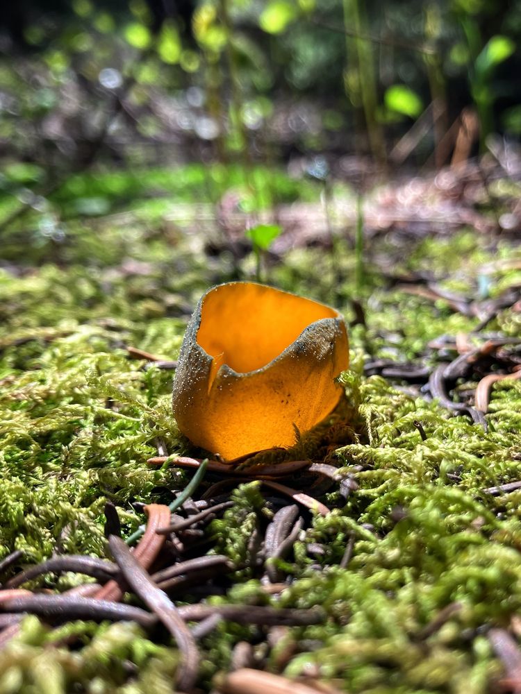 Orange-green cup mushroom in sunshine. 