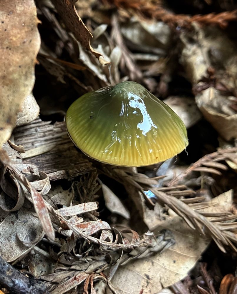 Green/yellow mushroom in redwood duff