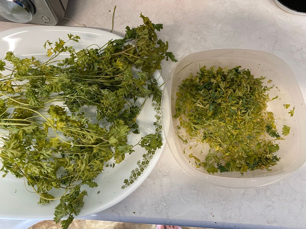 A platter with sprigs of dried parsley on the left, and a Tupperware with ground parsley leaves on the right. Both are on a white marble countertop. 