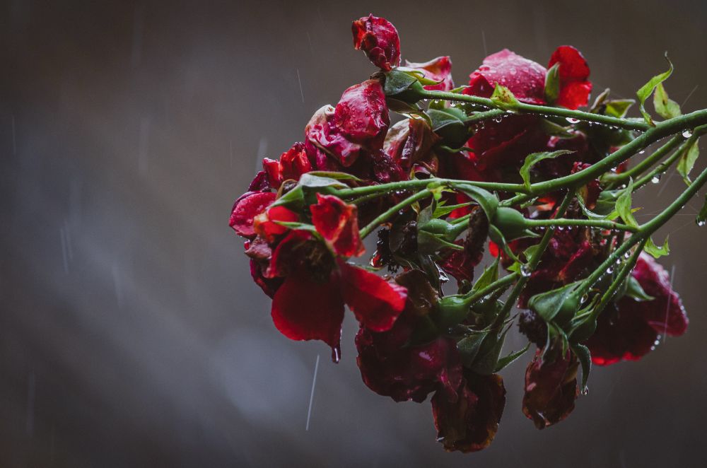 Rote Strauchrosen, vom Regen gebeugt.