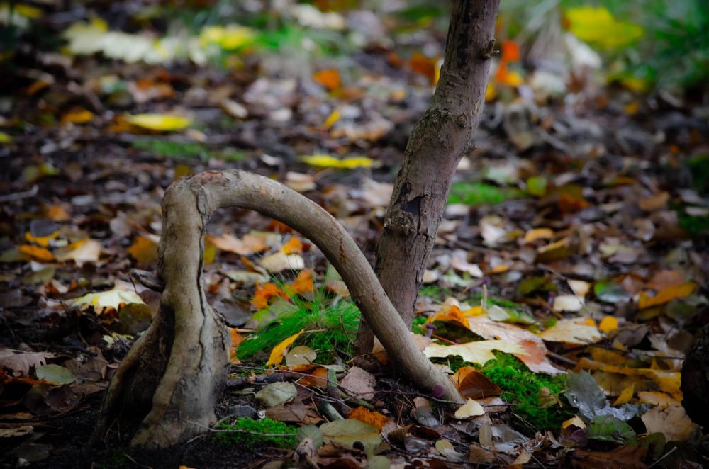 Eine Wurzel auf Waldboden, die erst rausguckt und dann wieder in den Boden reinwächst.