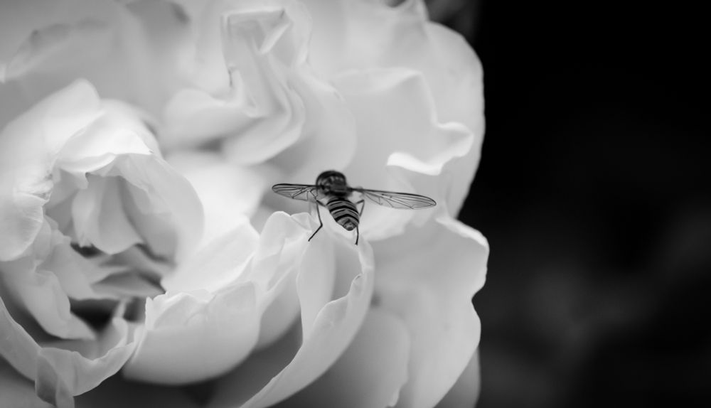 Schwarz/Weiß-Foto. Eine Schwebwespe (oder so) auf einer Rosenblüte.