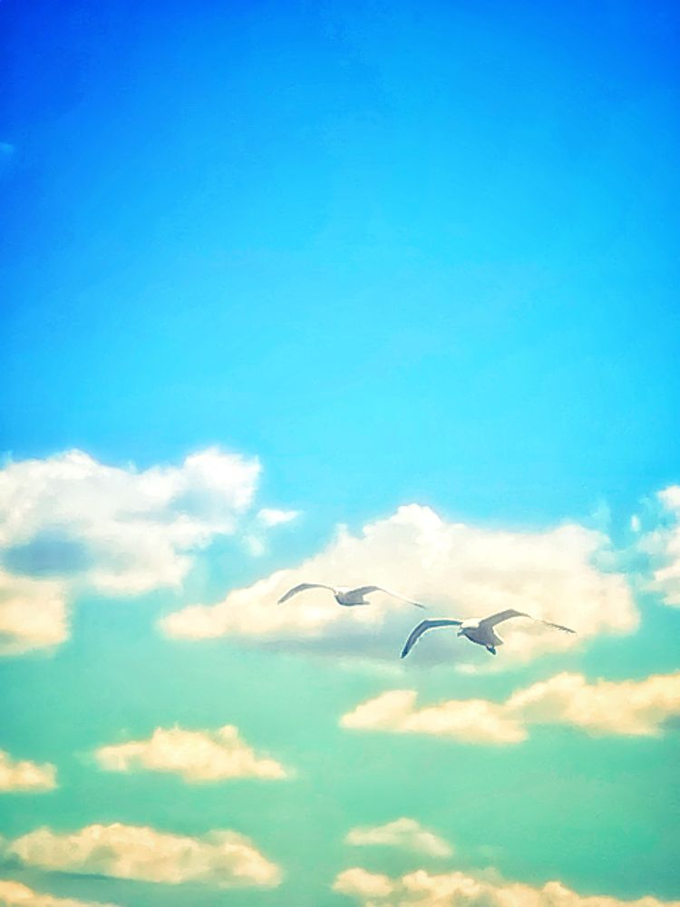 Zwei Möwen im Gleitflug, dahinter blauer Himmel mit weißen Wolken.