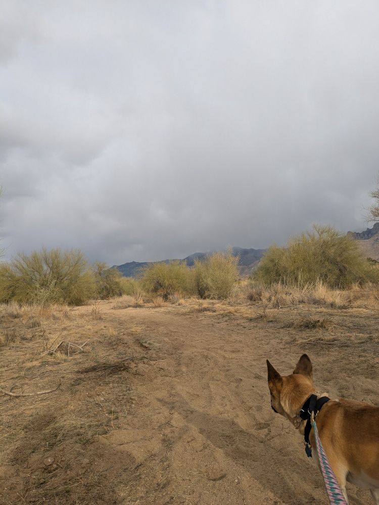 In the foreground right, a dog is looking away from the camera. In the background the clouds are rolling over the mountains in the desert.