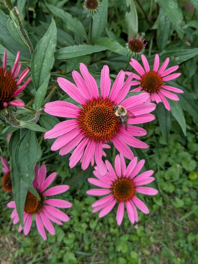 Four fully opened pink-colored coneflowers with a bumblebee on the largest one 