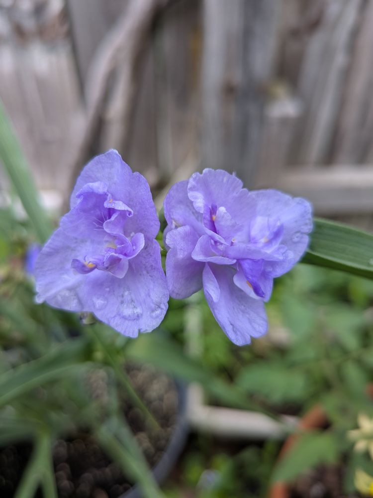 Two violet colored spiderwort flowers, side by side