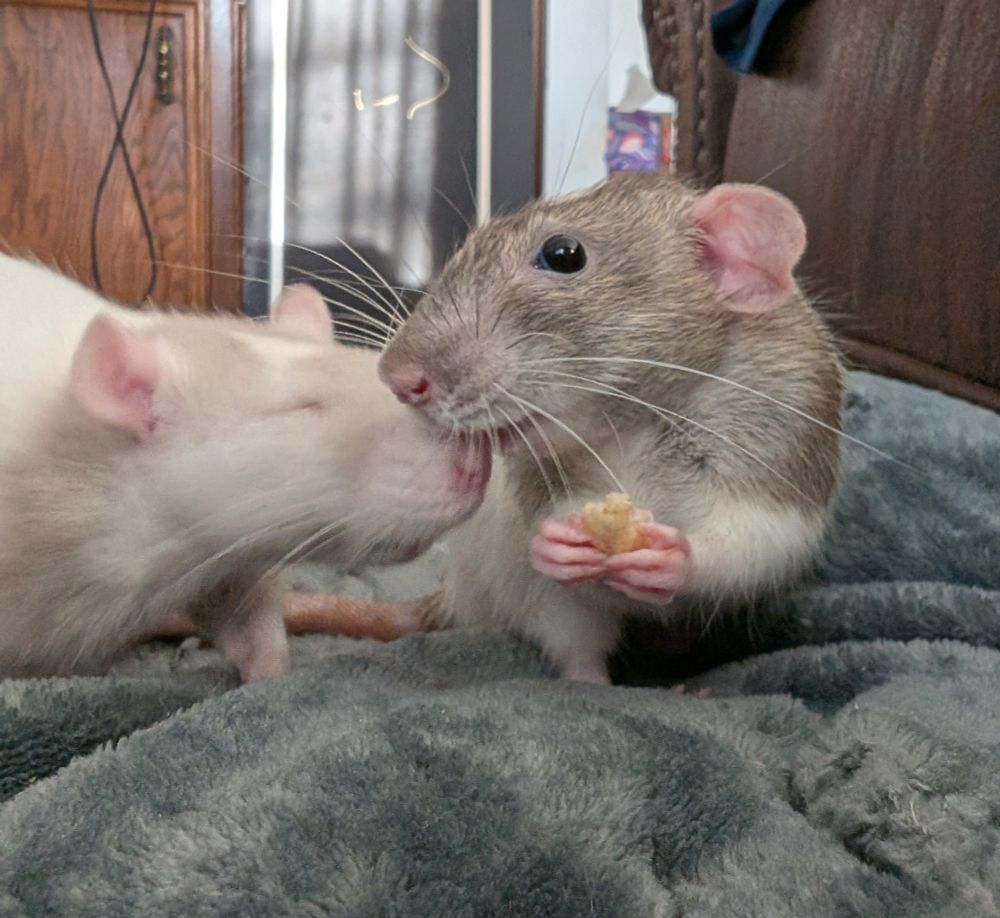 Agouti and white rat Tamago sits holding a treat in her paws. Her attention is not on the snack, but on her sister Quill, who is doing her best to sneak up on Tamago to steal the snack. Quill's nose is directly under Tamago's chin. Tamago is looking indignantly at her sister, but is not making any attempt to move away or protect her treat yet, because treats taste better when another rat wants them.
