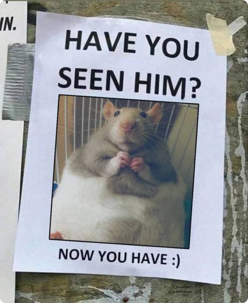 A missing person style poster on 8x11 paper with the top text "Have you seen him?" Over a picture of a very fat, cuddly, genial looking grey and white rat lying on his back with paws curled together in a very gentlemanly fashion. Bottom text reads "Now you have :) "