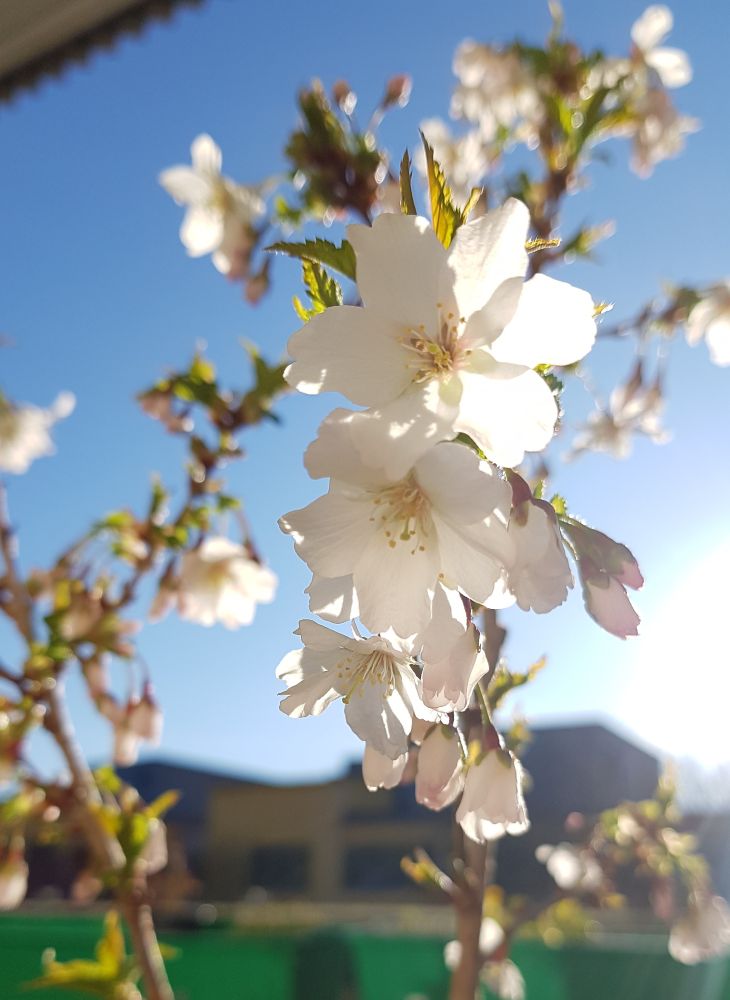 Cherry blossoms in spring sunlight on my balcony.