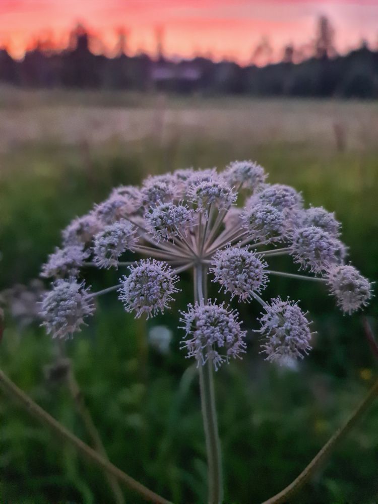 Angelica flower looking purple from the evening light. Behind it a field, and the sky is orange and pink as the sun is setting.