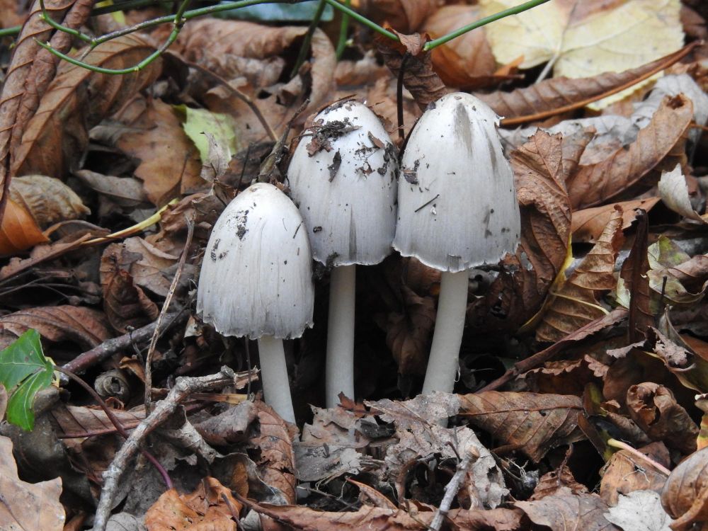 Inktzwammen tussen bruine bladeren en takken