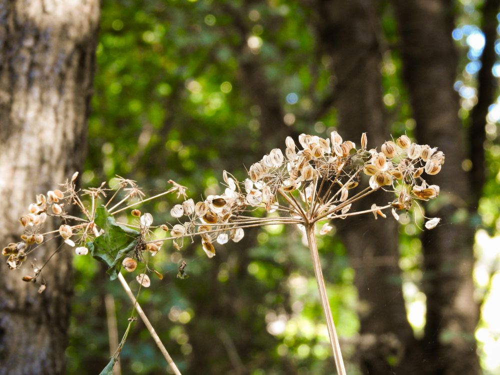 Op de voorgrond staat een uitgedroogde, bruine bloemscherm van een gewone berenklauw, met kleine zaaddoosjes aan de uiteinden van de dunne stengels. Op de achtergrond zijn vaag de stammen van bomen en groen gebladerte te zien. Het licht valt zacht door het bladerdek naar beneden.