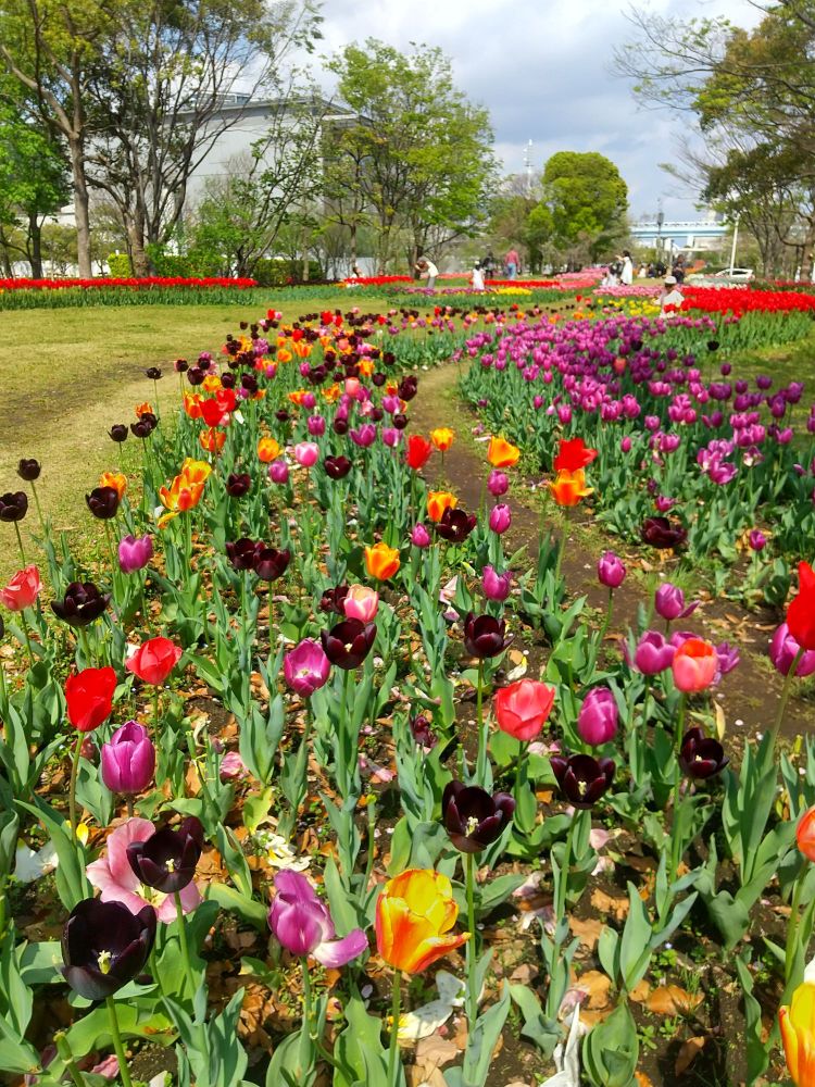 色とりどりのチューリップが植わっている写真