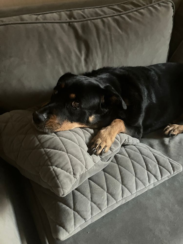 A medium sized Black dog with brown paws, eyebrows and muzzle is propping her head and 1 paw on 2 grey quilted cushions while laying on a grey fabric sofa.
