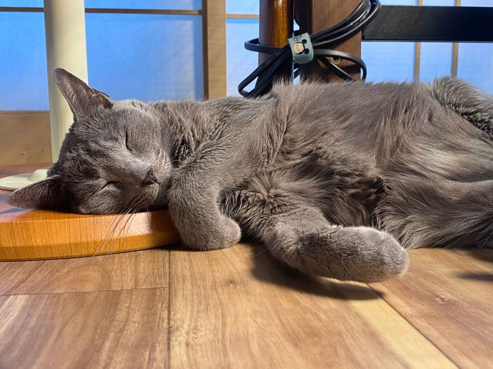 床で寝る猫