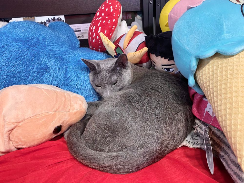ぬいぐるみに囲まれて寝る猫