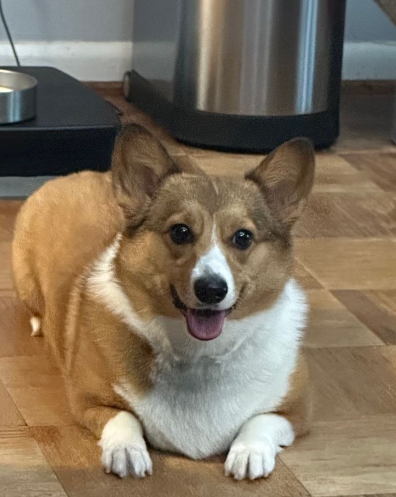 A smiling corgi on a wood floor  