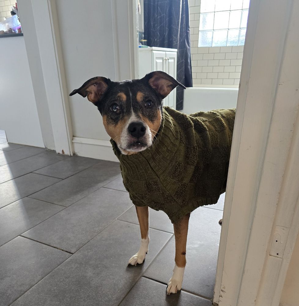 A medium size dog with a white, tan, and grey face with tan legs and white paws stands and looks around a corner while wearing a dark green sweater. Her ears are perked up and she is very cute:)