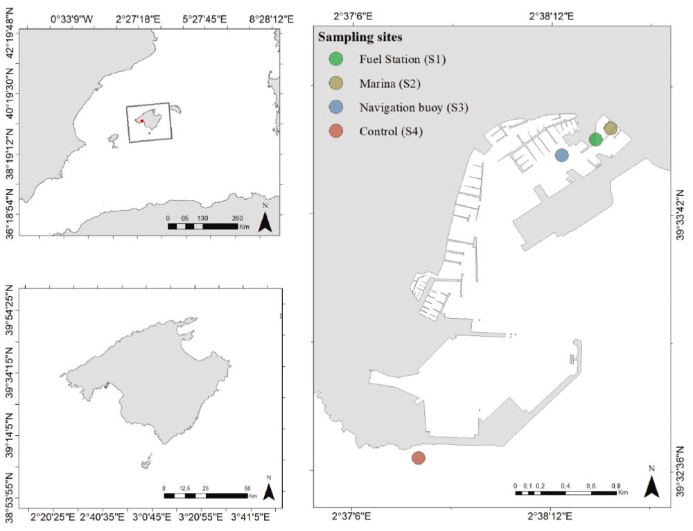 Map of the sampling area located in the Port of Palma in the Island of Mallorca (Spain), western Mediterranean Sea. Image: Authors