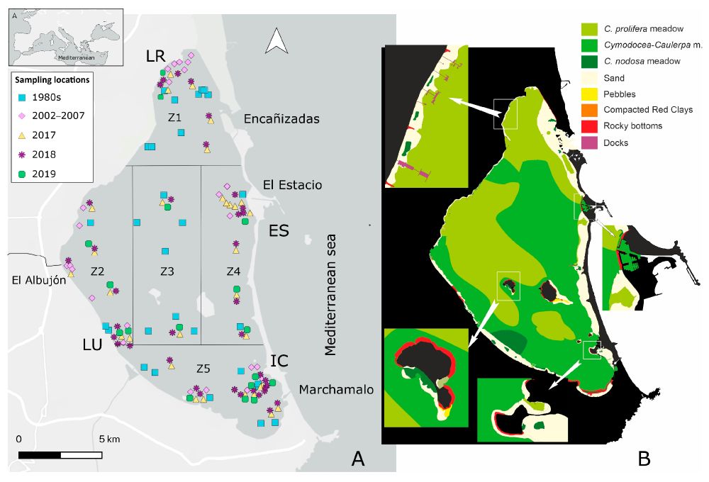 Figure 1. (A) Location of the Mar Menor and the sampling stations studied from 1981 to 2019, distributed in the 5 zones in which we have divided the lagoon for spatial analyses, and (B) main bottom biocenoses in 1980s. Locations: LR: La Ribera; Es: El Estacio inlet; IC: El Ciervo island; LU: Los Urrutias.