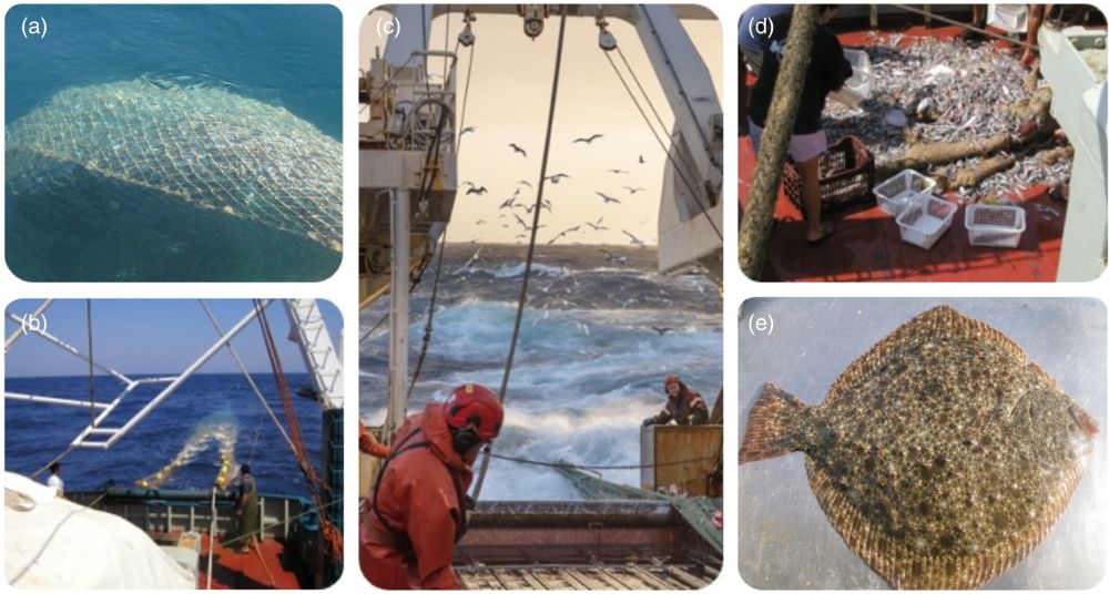 Monitoring demersal communities with scientific bottom-trawl surveys (SBTS). Sampling steps with SBTS: Trawling operation (a) and (b), bringing the trawl back onboard (c), catches from the haul (d), individual specimen identification and measurements (e). Survey photo credits: Elitsa Petrova from the Institute of Fish Resources in Bulgaria (Western Black Sea survey in [a] and [e]), Svanhildur Egilsdóttir from the Marine and Freshwater Research Institute in Iceland (Icelandic survey in [c]), and George Tserpes from the Hellenic Center for Marine Research in Greece (Mediterranean Survey via the MEDITS program in [b] and [d]). Authors