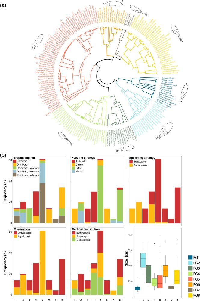 Functional dendrogramand groups differentiated across the tropical and equatorial Atlantic Ocean