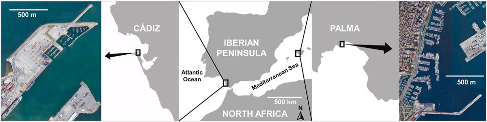 Study area showing the location of Puerto América marina (Cádiz), Atlantic Ocean, and Palma marina, Mediterranean Sea
