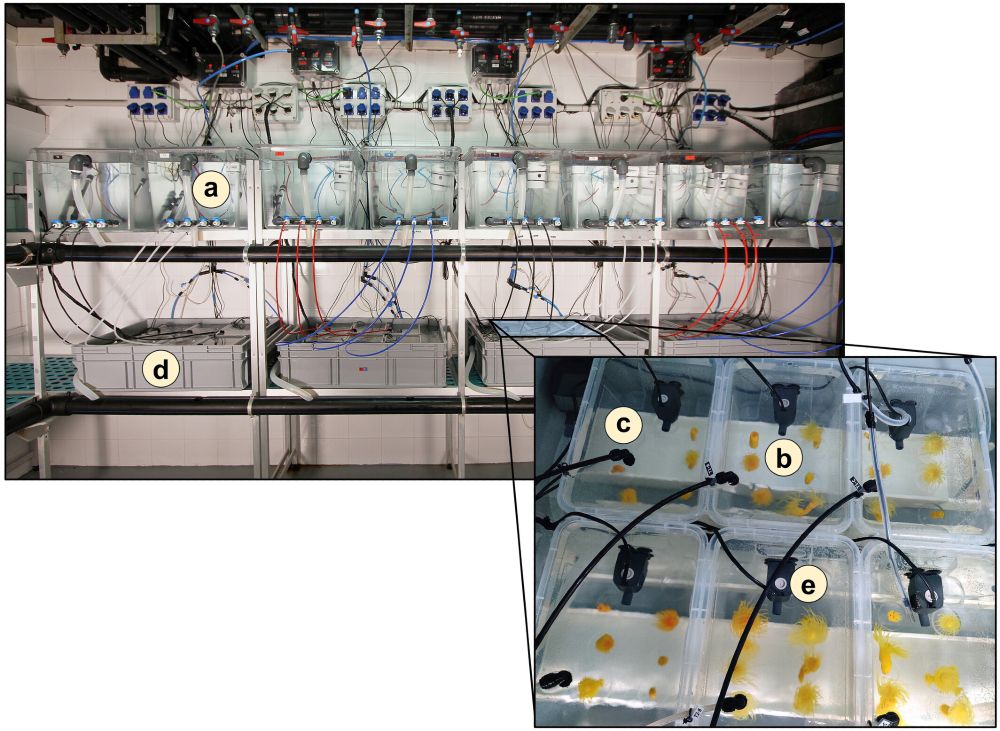 Aquaria system of the experimental set-up placed on the modular shelves