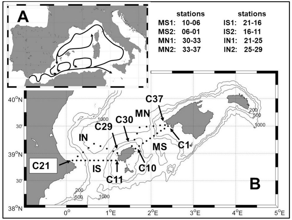 A. Map of the Western Mediterranean and scheme of its circulation. B. Zoom of the Balearic Islands and Channels and position of RADMED stations forming two triangles in the Mallorca and Ibiza Channels (MN and MS for the Mallorca Channel and IN and IS for the Ibiza Channel).
