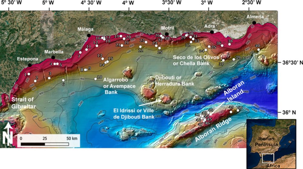 Location of the samples collected with beam-trawl in circalittoral and bathyal soft bottoms of the northern sector of the Alboran Sea and the Alboran Ridge during the MEDITS survey expeditions