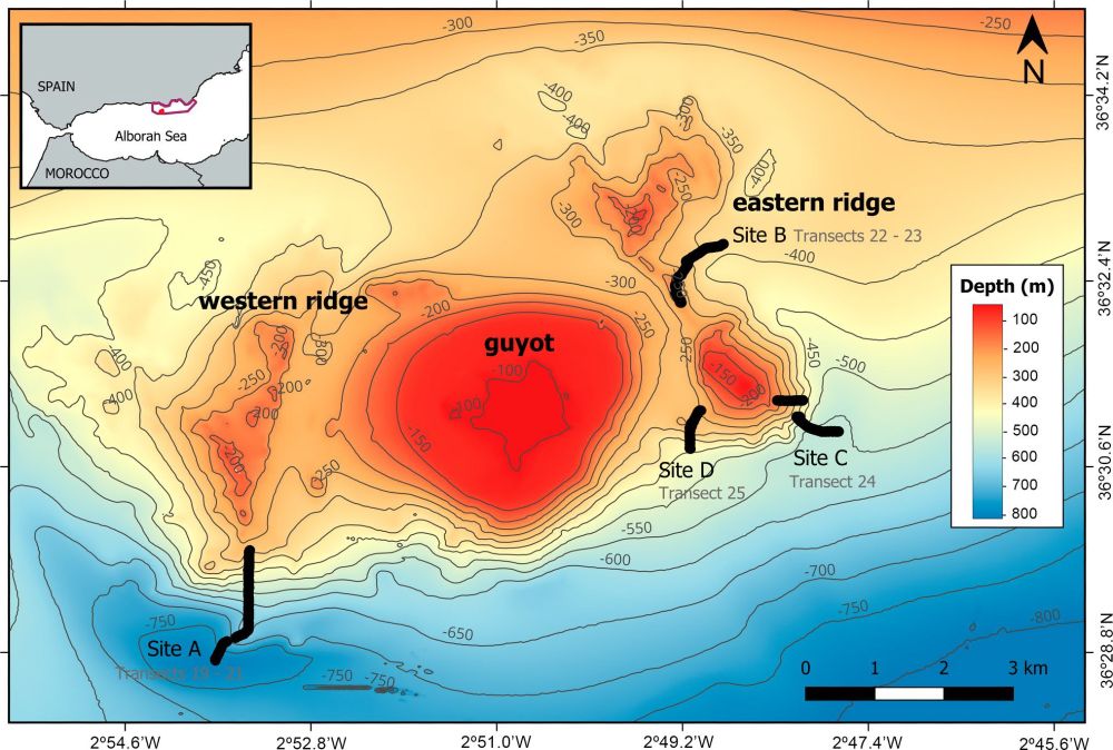 Location and bathymetric map of the Seco de los Olivos Bank in the Alboran Sea. Depth isolines are shown in dark grey, while thick black lines represent the ROV transects performed during the MEDWAVES expedition.