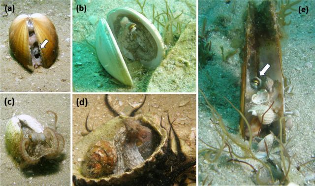 Juvenile octopuses (Octopus vulgaris) photographed in sandy bottoms off the Cíes Islands (NW Spain) using bivalve shells as shelters. Image: Authors