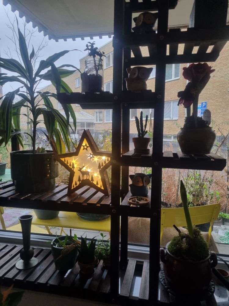 Advent star in the window shelf, surrounded by plants