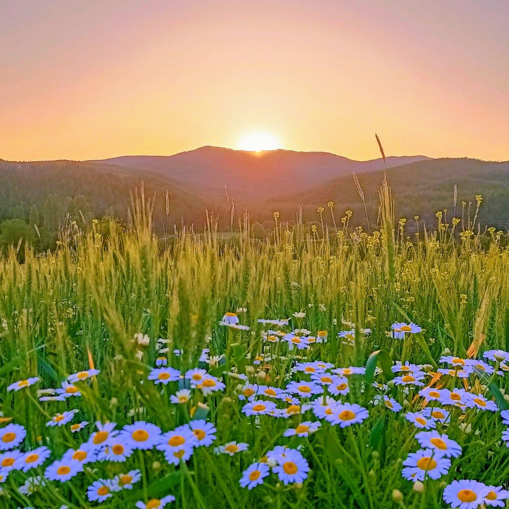  A colorful sunset behind mountains, viewed from a field of green wheat and some daisies.